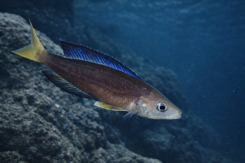 Cyprichromis microlepidotus 'Sibwesa'